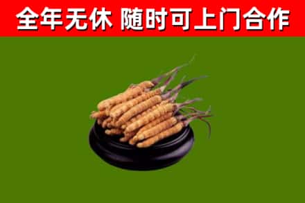 博兴县回收散虫草